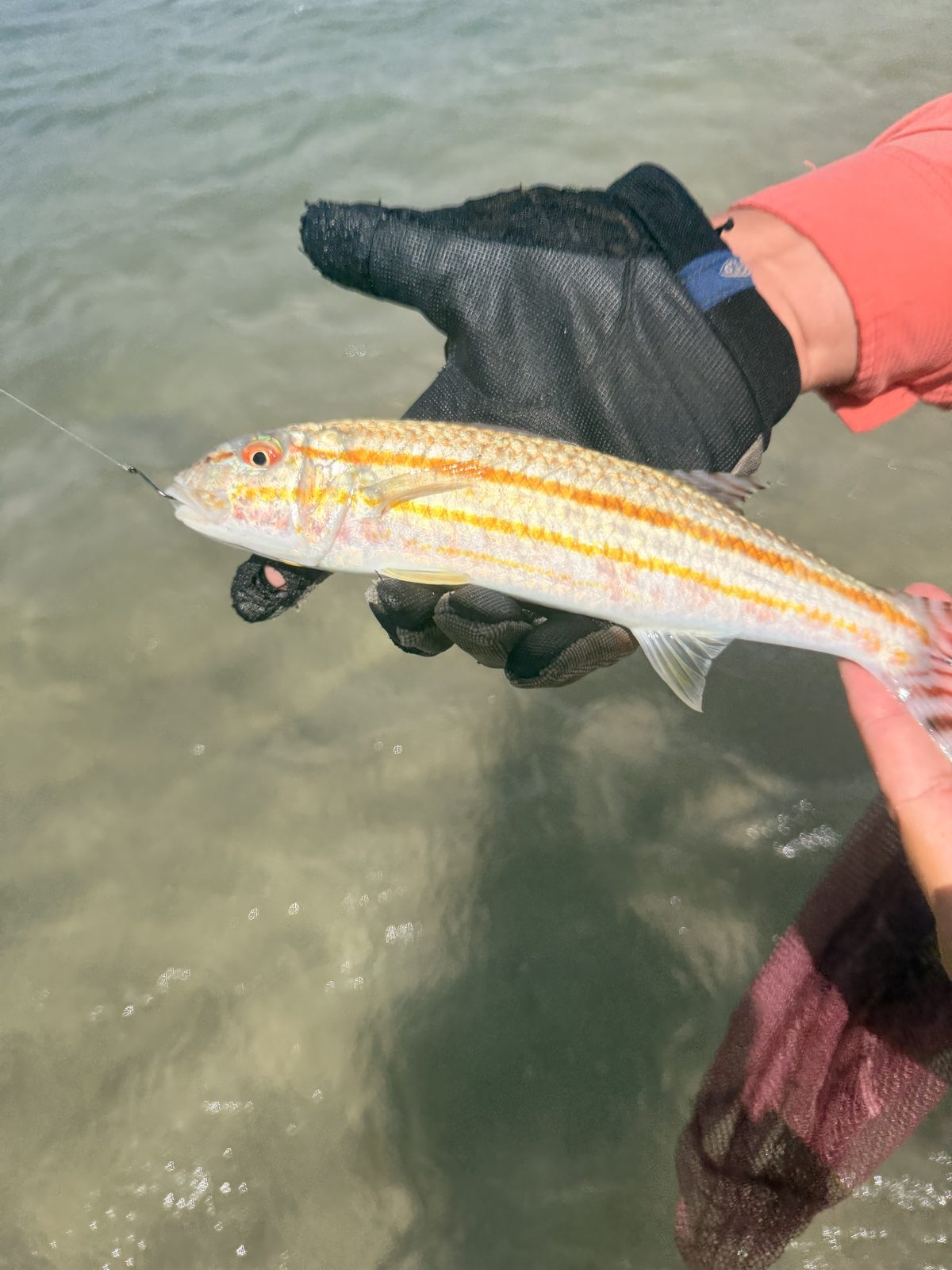 外道で釣れた魚