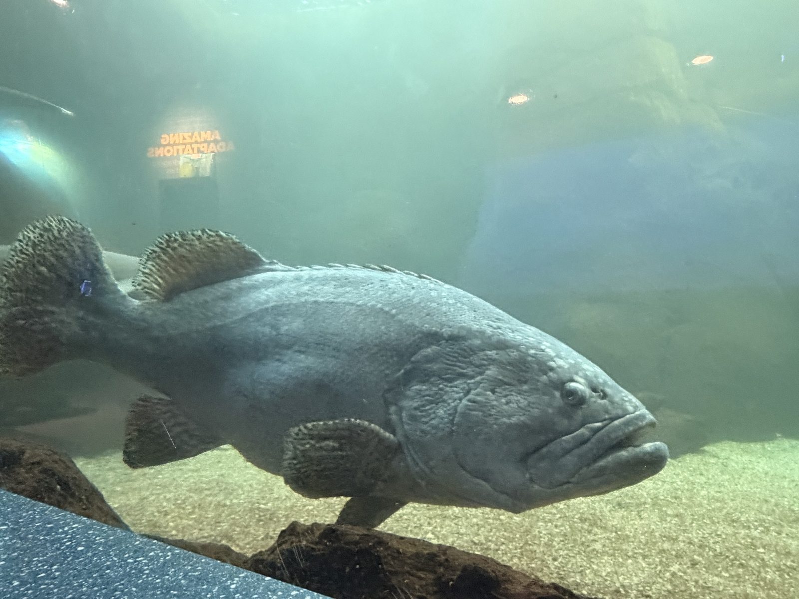 水槽の中を泳ぐ巨大なハタ