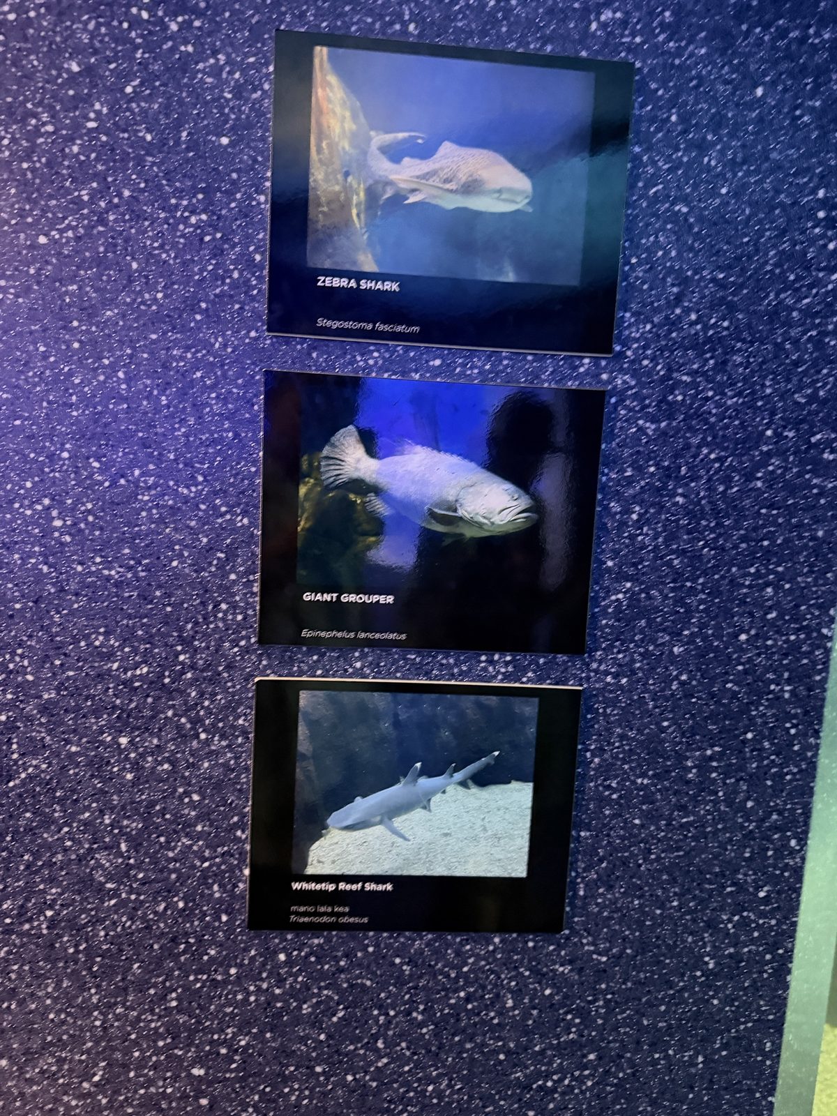 水槽にいる生き物の案内。ゼブラシャーク、ジャイアントグルーパー、ホワイトチップ・リーフシャーク