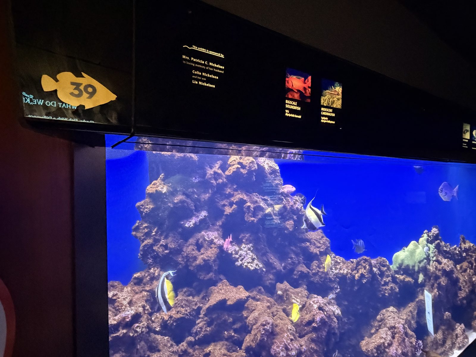 39番のサンゴ礁の水槽