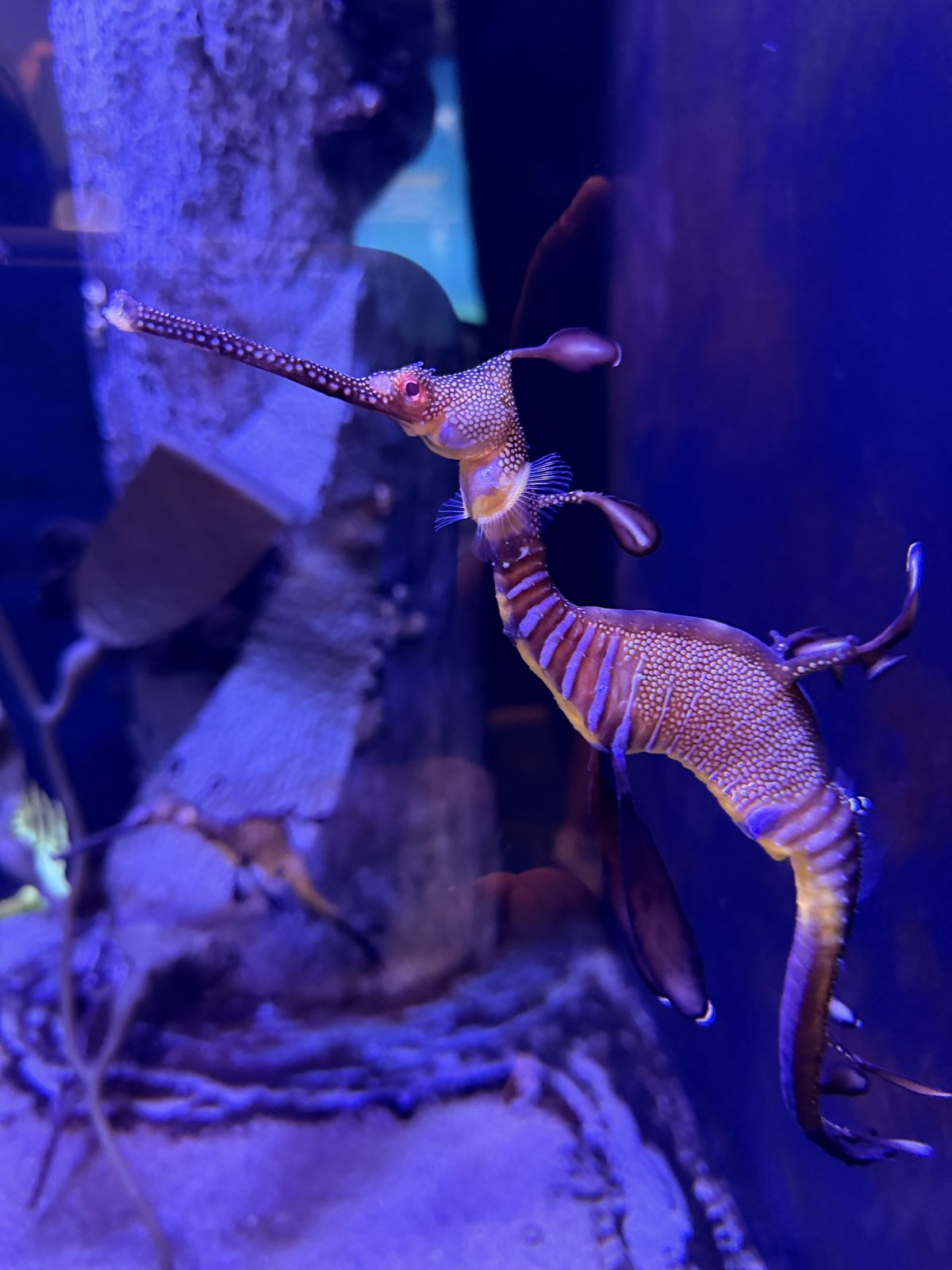 ゆらゆら泳ぐウィーディー・シードラゴン