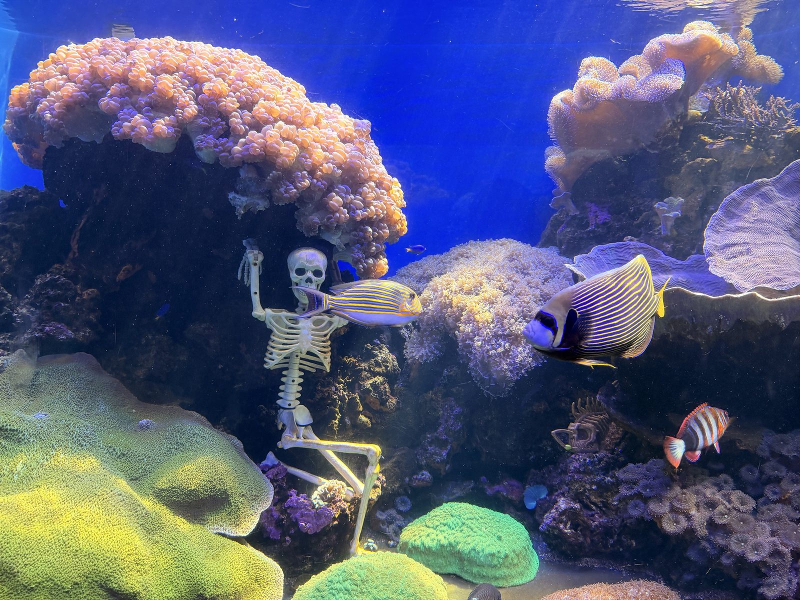 サンゴ礁の水槽にも骸骨が。手前を泳ぐのはタテジマキンチャクダイ