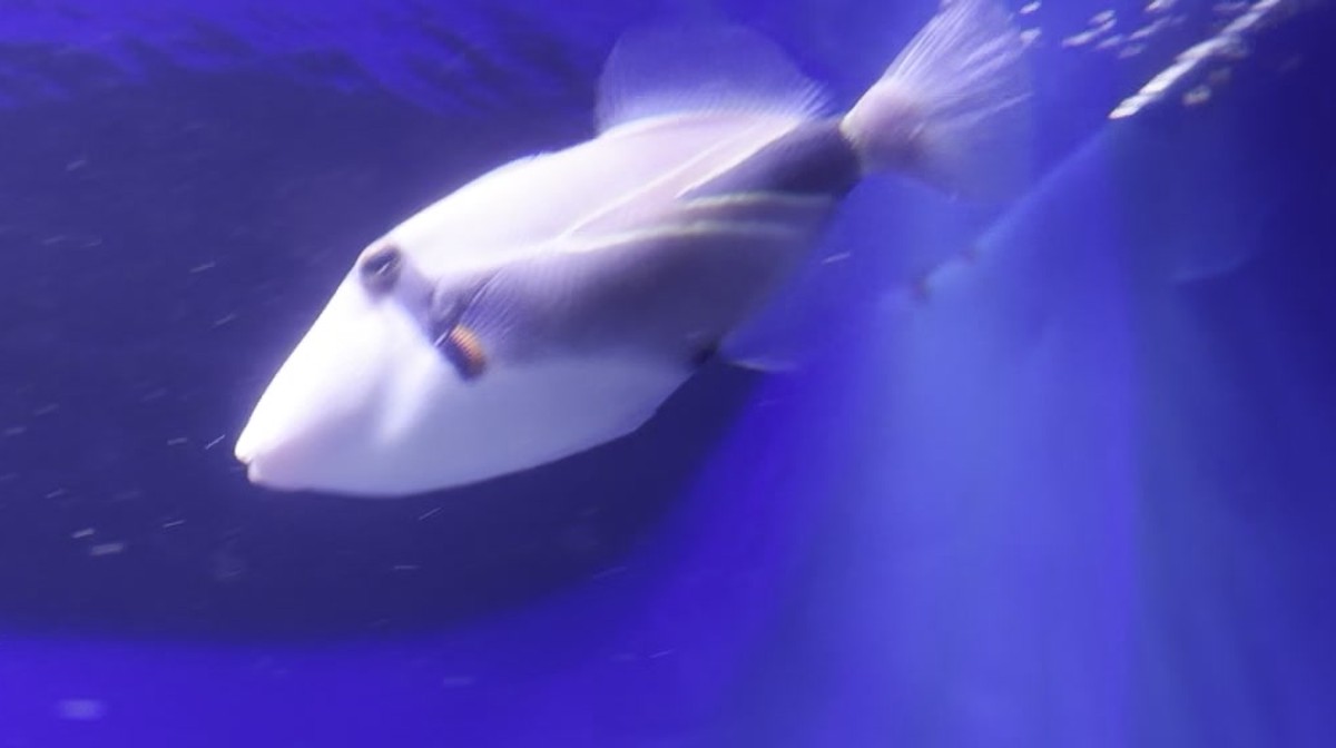 正面から見たフムフムヌクヌクアプアア